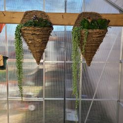 Succulent Arrangements 