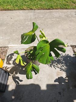 Monstera Giants