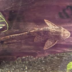 Free Common Pleco & Goldfish