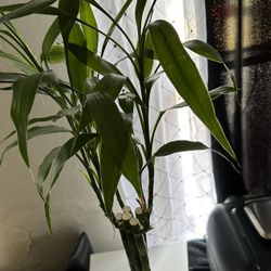 Bamboo Plant