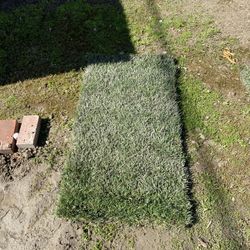 Fresh Sod - Marathon 2 / Tall Fescue 