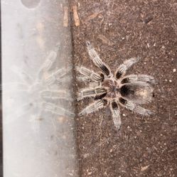 Grammostola rosea ‘Chilean rose’ Tarantula 