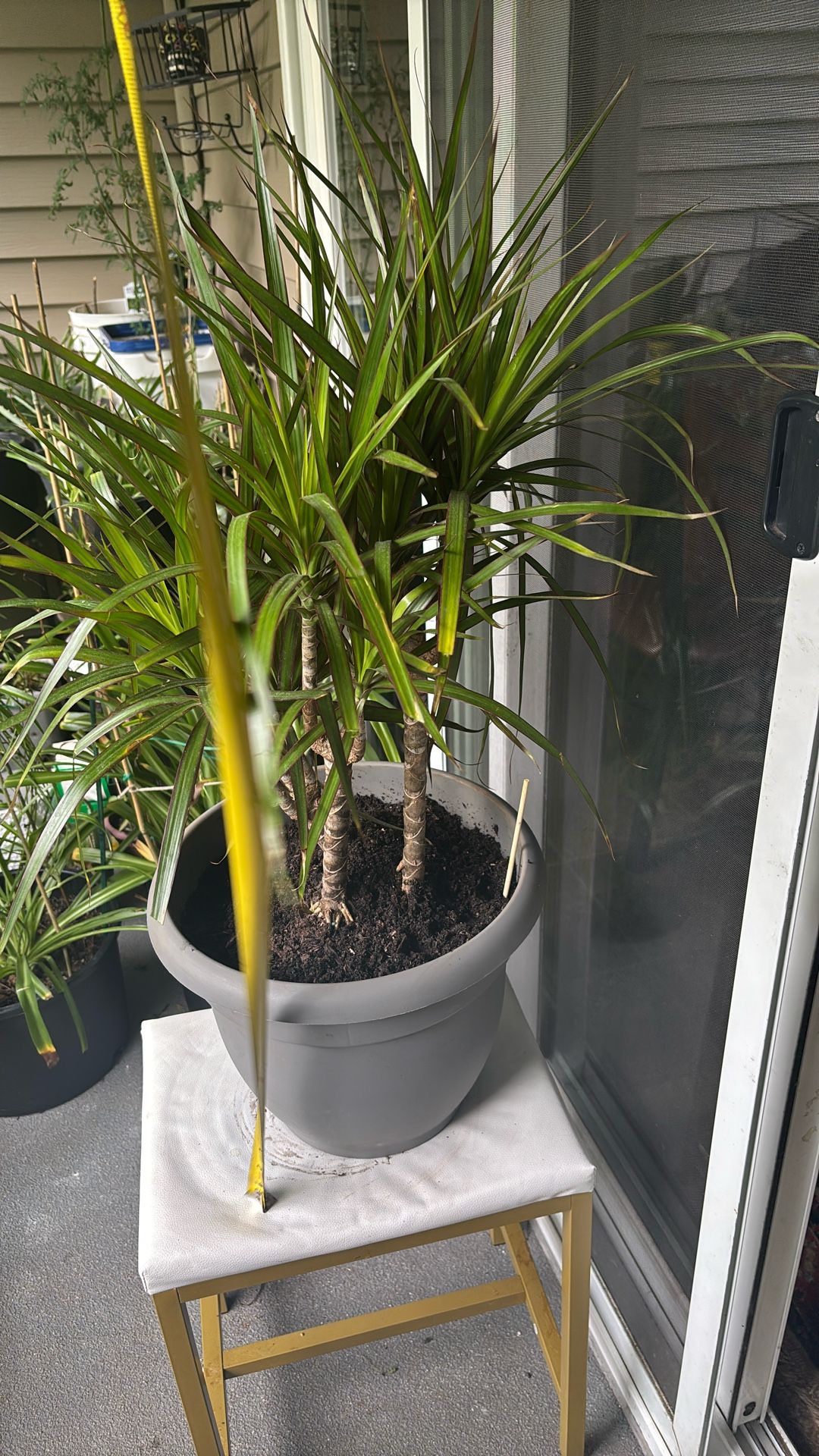 Dracaena Marginata
