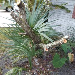 12" Large Fresh Cut Cedar Log W.bark, Moss Lichen $10 Per Foot, Ship $7