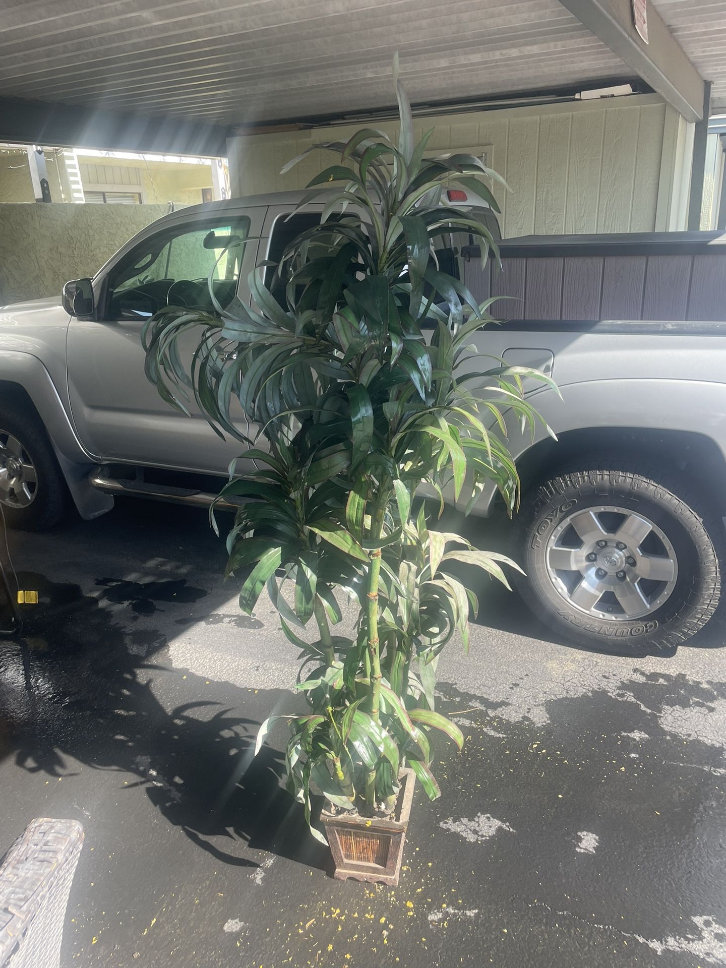 Faux Plant 