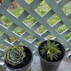 Plants For Sale $6 Each 