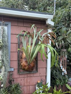 Beautiful Mature Staghorn Fern On 2 Foot Iron Piece
