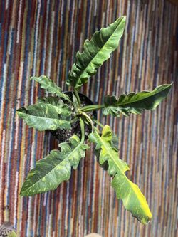 Ring Of Fire Philodendron 