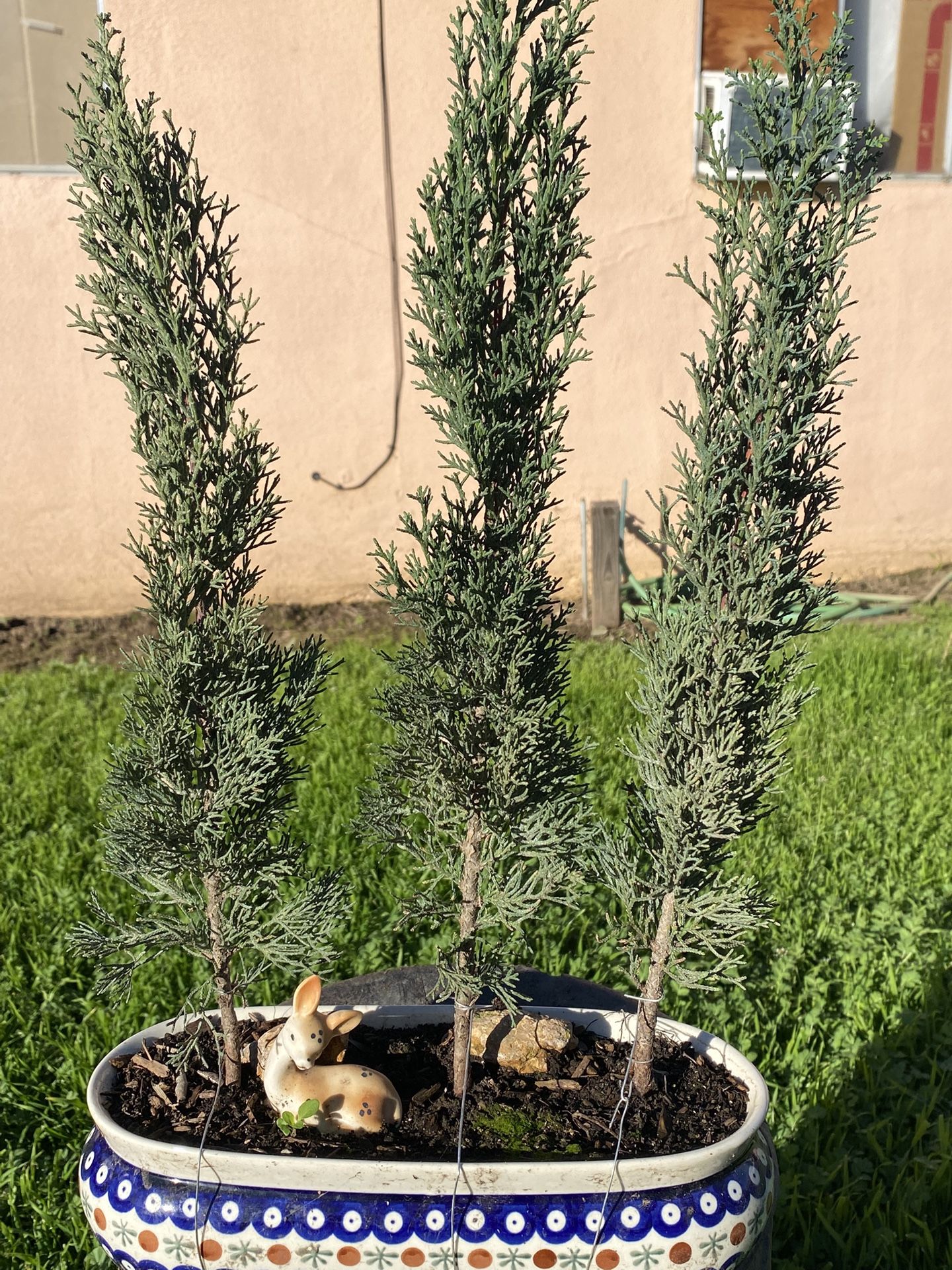 Bonsai Italian Cyprus As Forest Style $90