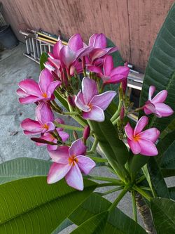 Plumeria rooted