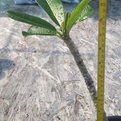 Plumeria Plant,  Live,  14" Tall