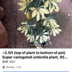 ~2.5ft Top Of Plant To Bottom of Pot Umbrella Plant, 95820