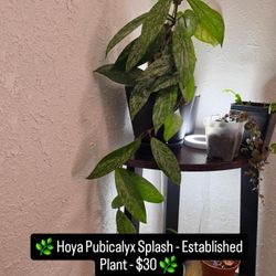 Hoya Pubicalyx Splash $30