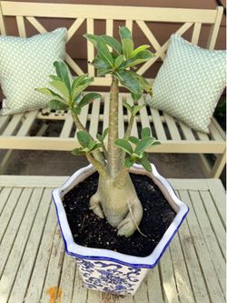 Desert rose
