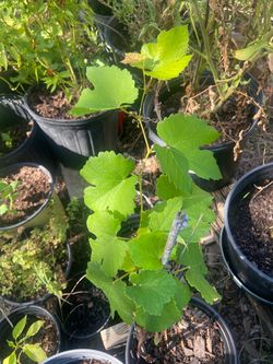 Red Grape Vine Plant 🍇