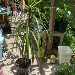 49 Inch Tall Plant For Sale 