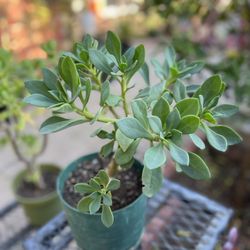 Calandrinia Grandiflora Succulent 