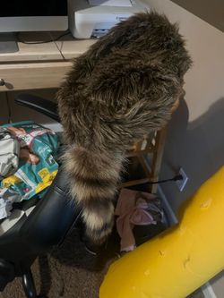 Raccoon hat