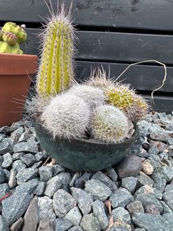 Small Cactus & Succulent Arrangement in Decorative Bowl 🌵