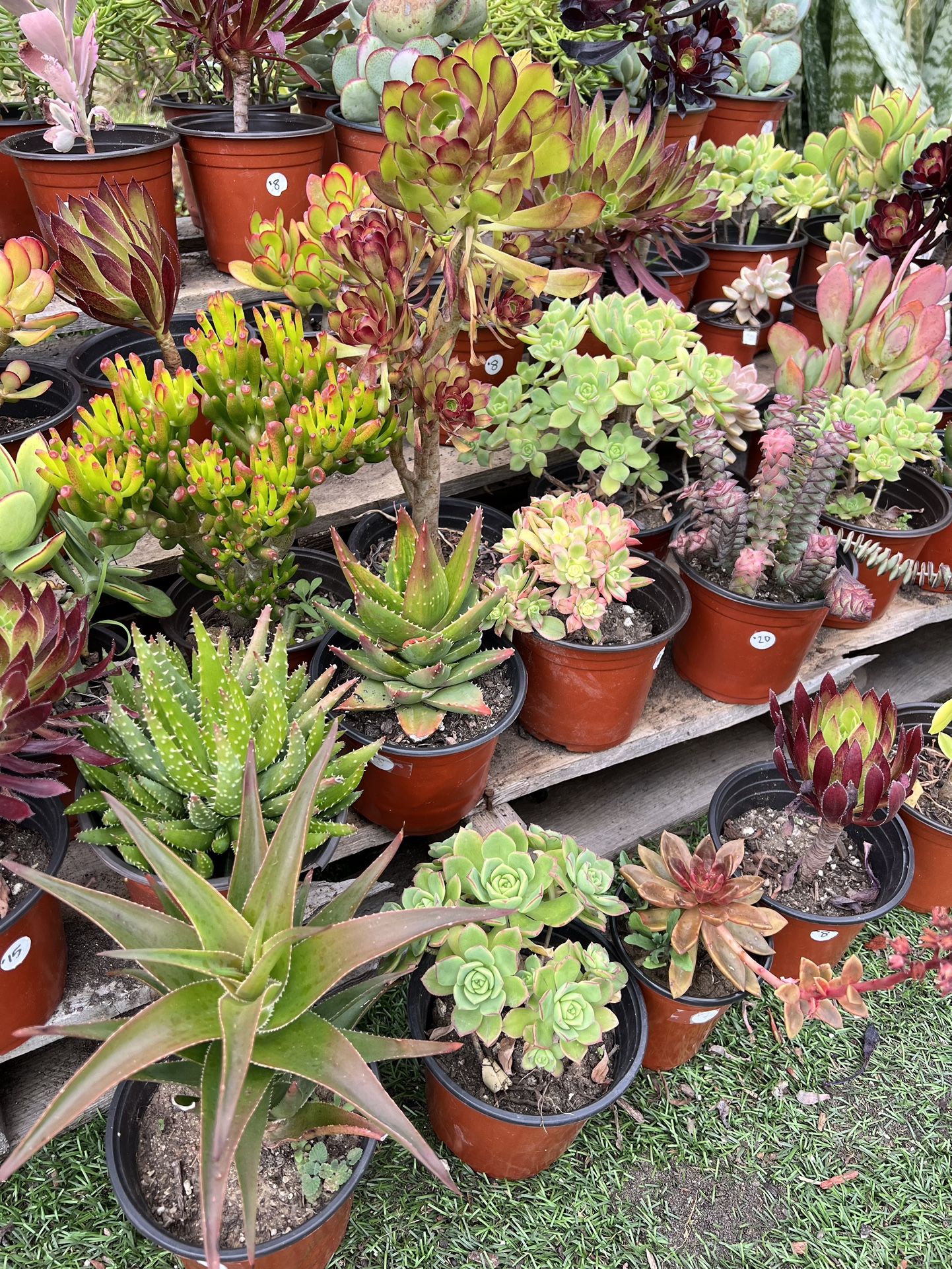 Variety Of Succulents Plants 