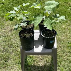 Olympia & Desert King Fig Trees 1 Gal Pot