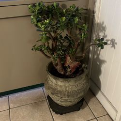 Nice Heathy Jade Plant In Pot