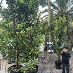 Bayrum 25 Gal 8’ Height 