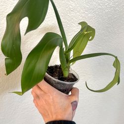 Philodendron Panduriforme ‘Fiddle-Leaf Philodendron’ ‘Dragon Head Philodendron’
