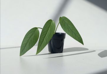 Rare Cebu Blue Pothos Money Plant/ House Plant/ Indoor Plant Flower Patio Garden
