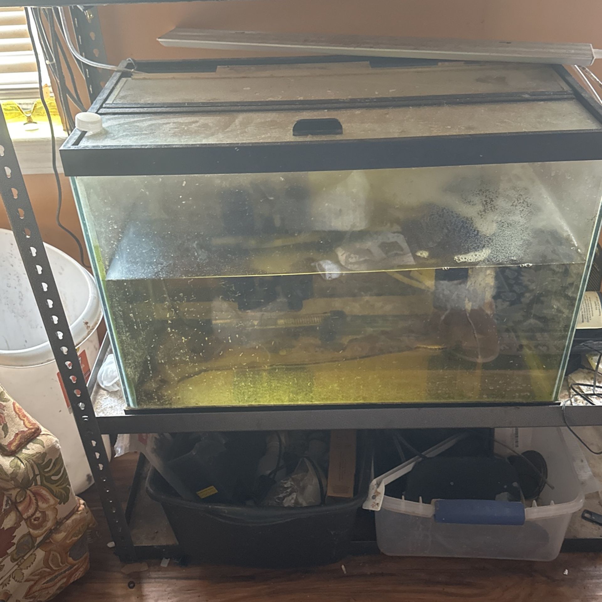 20 Gallon Tank
