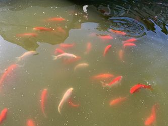 Pond Decor