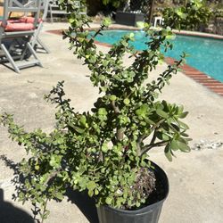 Huge Succulent Combination ! 