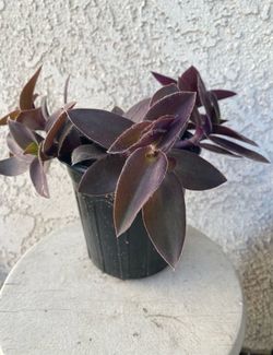 1 Gallon Pot Succulent Plant - Rare Tradescantia Pallida - Purple Heart Wandering Dude - Rooted & Established - Drought Resistant 🪴