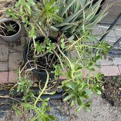 Succulents 