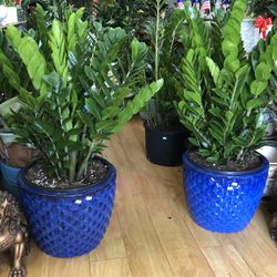 7 Gallons Pot/ 4 Ft. Tall Hawaiian Zz Indoor Plants Cây kim tiền