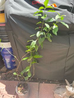 Muicle ( honeysuckle)