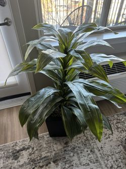 Faux Snake Plant