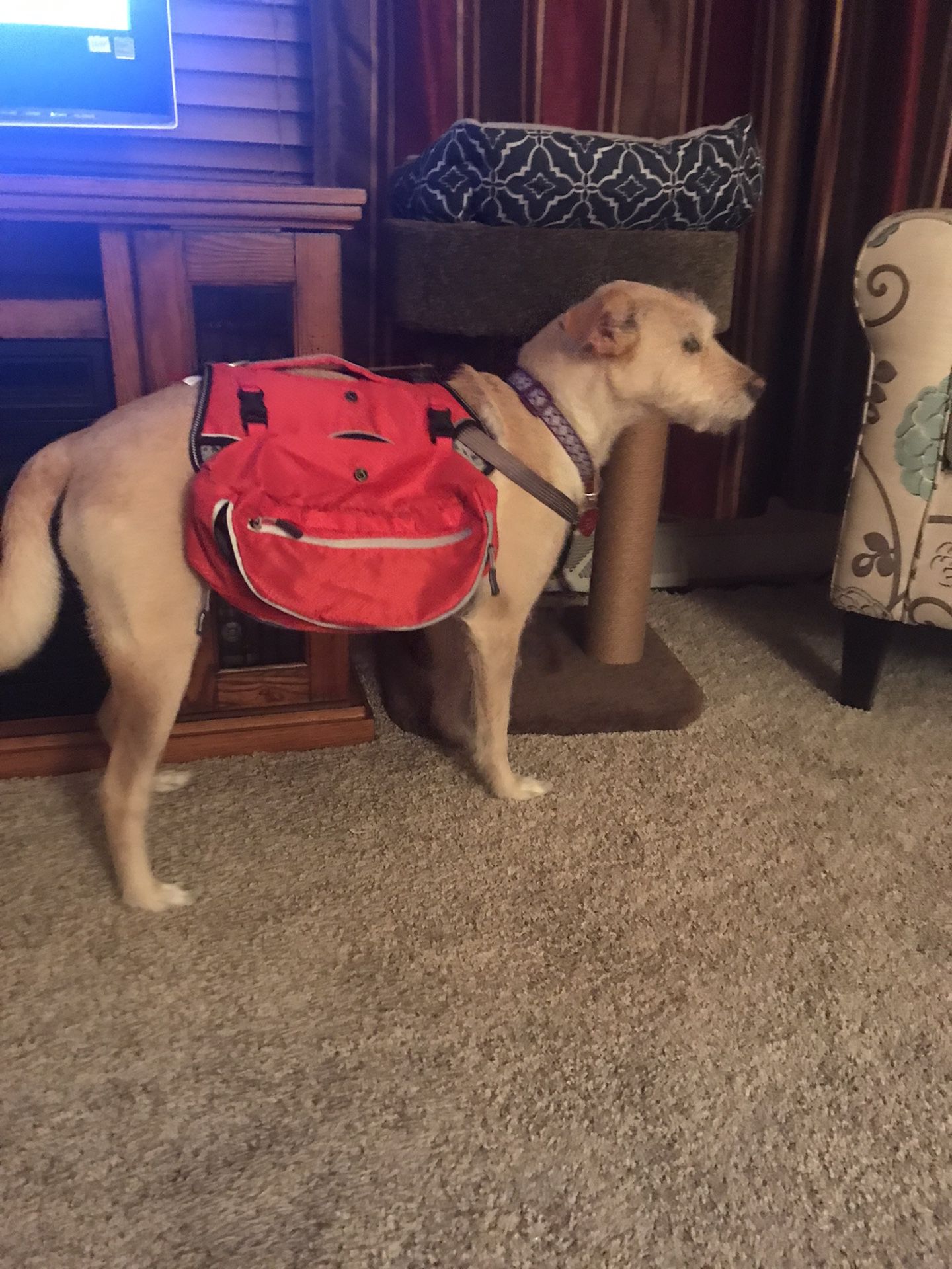 Arcadia Trail Backpack Harness for Small Dog