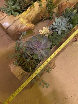 Succulent Tree Log Planter 