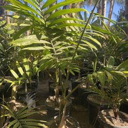 Red Flame Thrower Palm