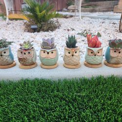 Owl Pots With Succulents