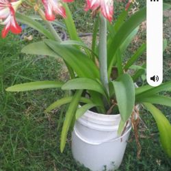 Planta