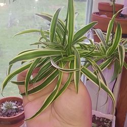 Spider Plant