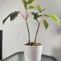 Stunning Pink & Green Potted Plant 