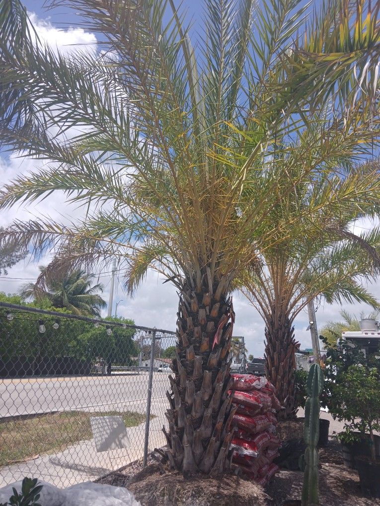 Big Sale‼️Sylvester Palm 6'ft Trunk 🌴$1200💎Diamond Cut Included