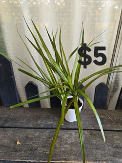 Dracaena