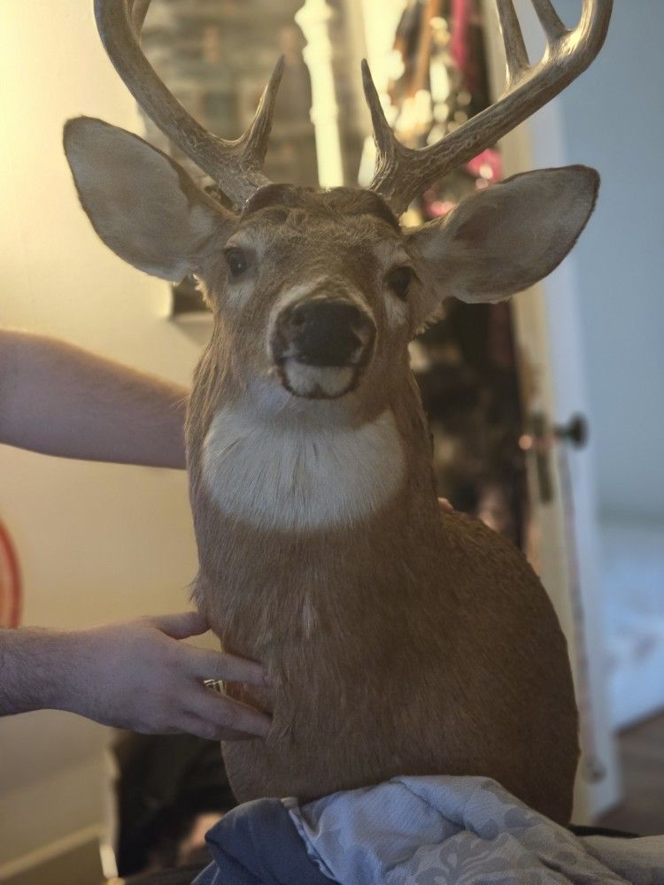 Deer Mount