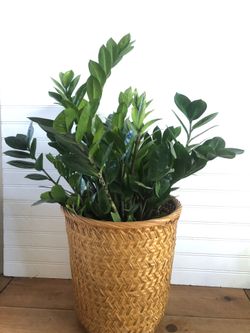 Plant Wicker Bamboo Can Basket 