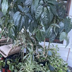 beautiful 4’-5’ tall umbrella tree schefflera 4 plants in 1 pot house plant