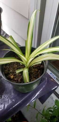 Spider Plant Care (Chlorophytum Comosum
